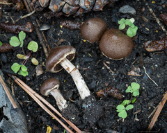 Cortinarius brunneus