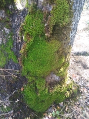 Claopodium rostratum