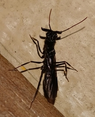 Odontomachus haematodus