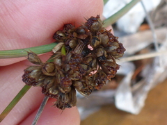 Juncus acutus