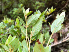Rhododendron rubropilosum