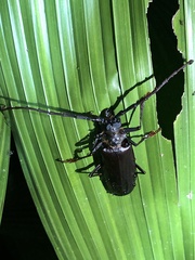 Prioninae