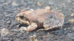 Tomopterna natalensis