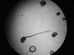 Clastoderma debaryanum