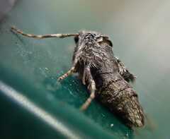 Operophtera brumata
