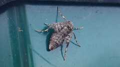 Operophtera brumata