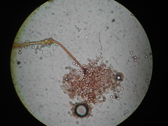 Clastoderma debaryanum