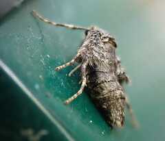 Operophtera brumata