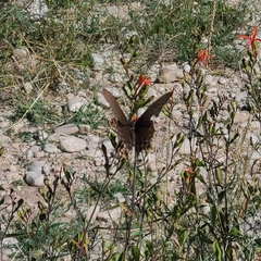 Papilionidae