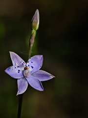 Thelymitra juncifolia