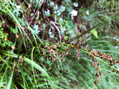 Fern Sedge (Carex filicina)