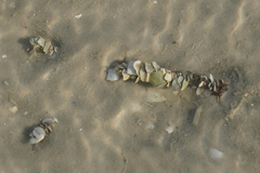 Diopatra cuprea