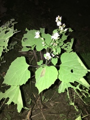 Ageratina luciae-brauniae