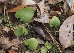 Centella erecta