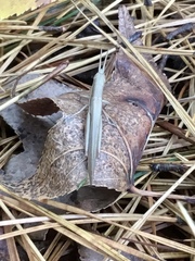 Leptysma marginicollis