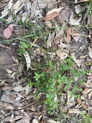 Gonocarpus teucrioides