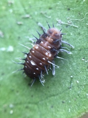 Apolinus lividigaster