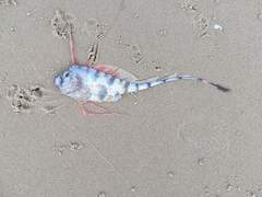Scalloped Ribbonfish photo 4