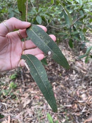 Angophora