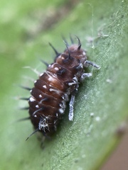 Apolinus lividigaster