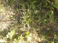 Petunia integrifolia