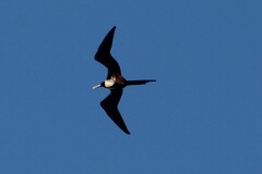 Fregata magnificens