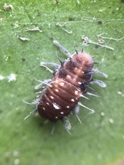 Apolinus lividigaster