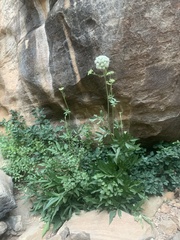 Angelica scabrida