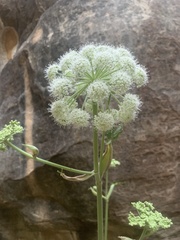 Angelica scabrida