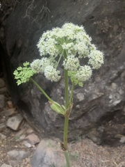 Angelica scabrida