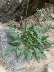 Angelica scabrida