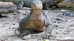 Varanus salvator macromaculatus