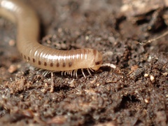 Cylindroiulus britannicus