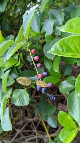 Berchemia racemosa iNat (3)