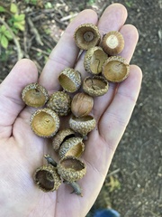 Quercus ellipsoidalis