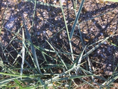Elymus athericus
