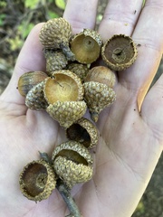 Quercus ellipsoidalis