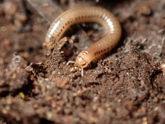 Cylindroiulus britannicus