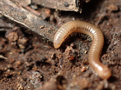 Cylindroiulus britannicus