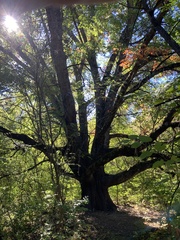Quercus ellipsoidalis