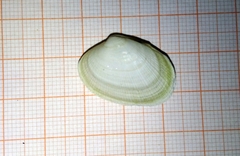 Ruditapes philippinarum