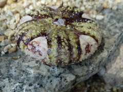 Astropyga pulvinata