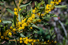 Acacia cochlearis