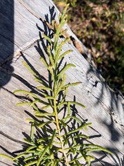 Salicornieae