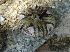 Astropyga pulvinata
