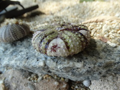 Astropyga pulvinata