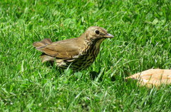 Turdus philomelos clarkei