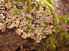 Pseudocyphellaria