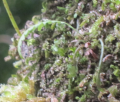 Notogrammitis heterophylla