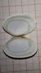 Ruditapes philippinarum